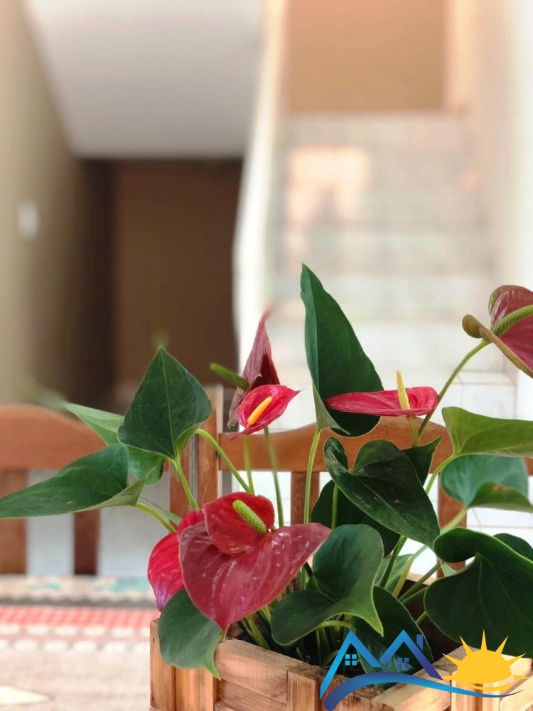 Casa com piscina na Praia do Mariscal, 4 quartos